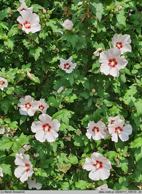 Hibiscus syriacus Mathilda