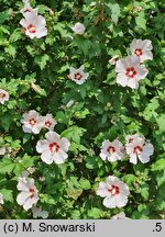 Hibiscus syriacus Mathilda