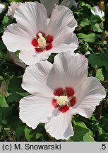 Hibiscus syriacus Mathilda