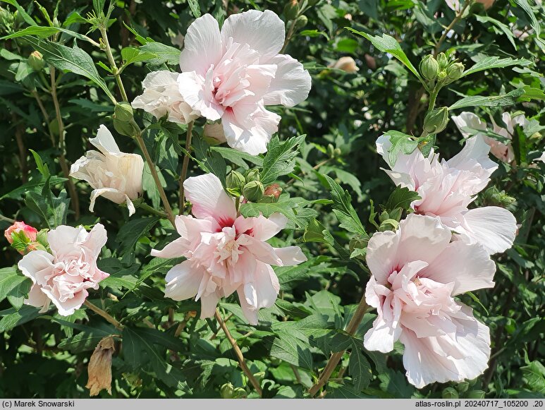 Hibiscus syriacus Lady Stanley
