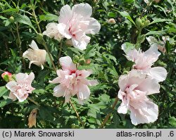 Hibiscus syriacus Lady Stanley