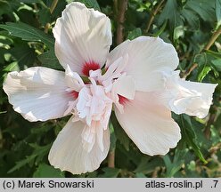Hibiscus syriacus Lady Stanley
