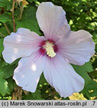 Hibiscus syriacus Blue Bird