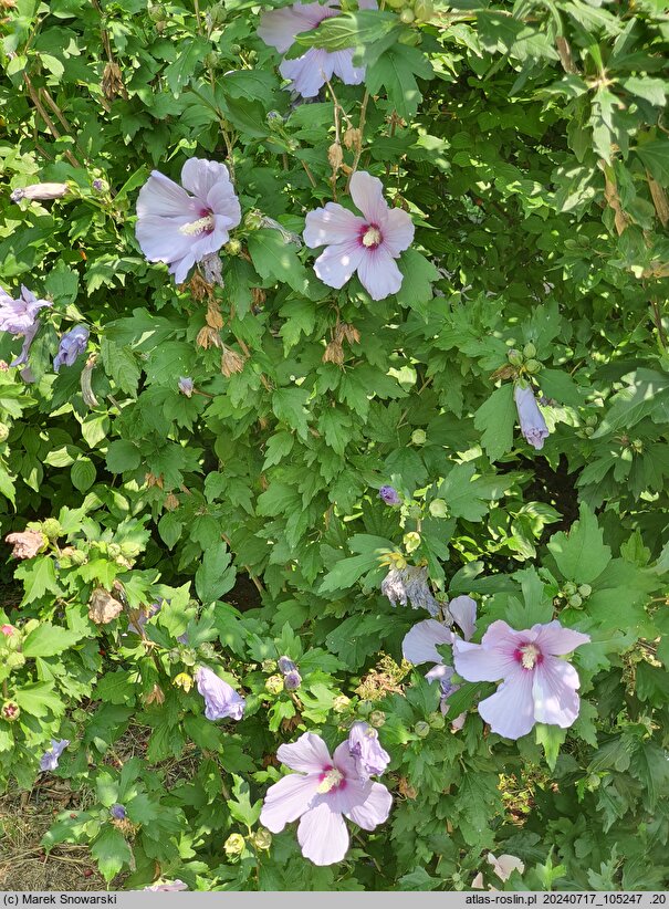 Hibiscus syriacus Blue Bird