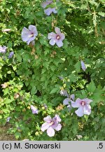 Hibiscus syriacus Blue Bird