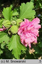 Hibiscus syriacus Duc de Brabant
