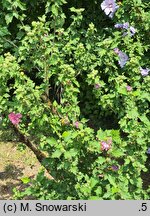 Hibiscus syriacus Duc de Brabant