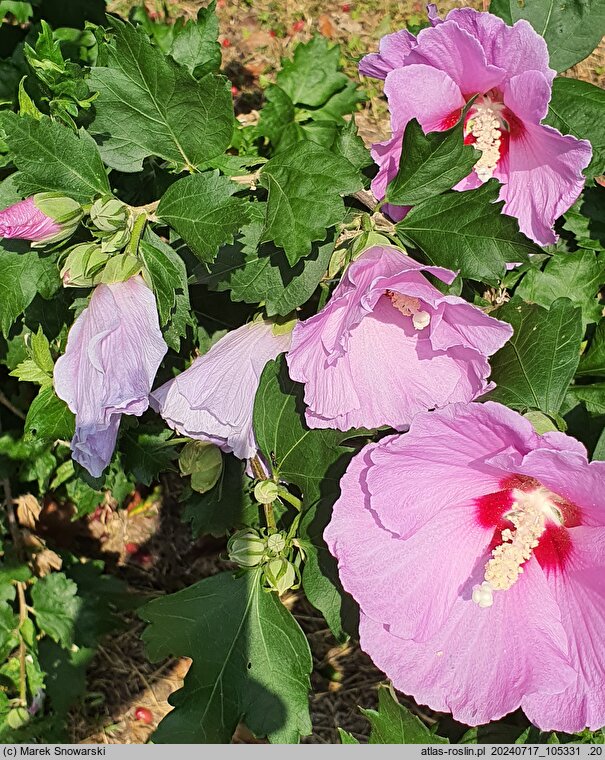 Hibiscus syriacus Minerva