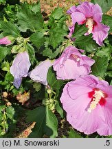 Hibiscus syriacus Minerva