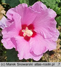 Hibiscus syriacus Minerva