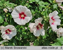 Hibiscus syriacus Helene