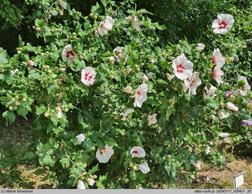 Hibiscus syriacus Helene