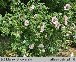Hibiscus syriacus Helene