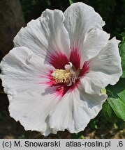 Hibiscus syriacus Helene