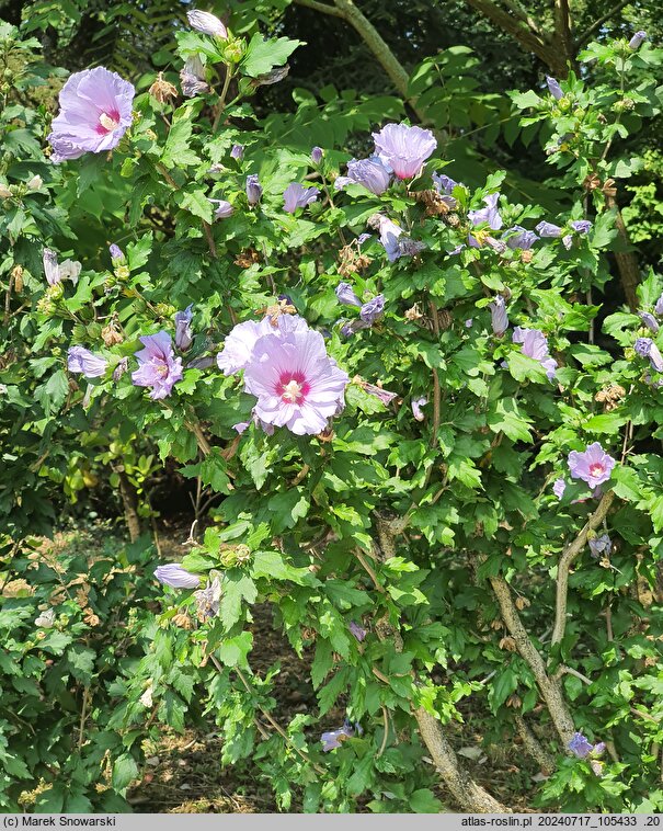 Hibiscus syriacus Coelestis