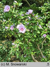 Hibiscus syriacus Coelestis