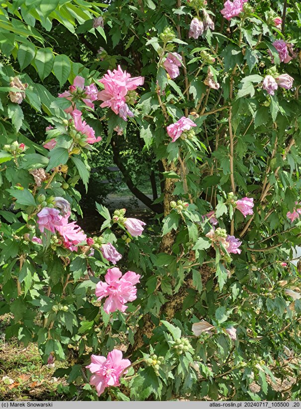 Hibiscus syriacus Puniceus Plenus