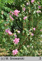 Hibiscus syriacus Puniceus Plenus