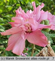 Hibiscus syriacus Puniceus Plenus