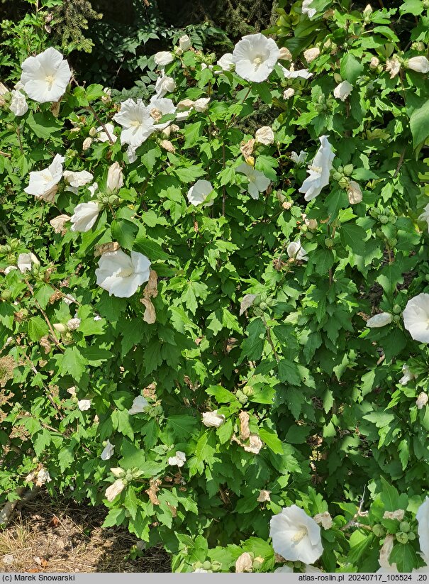 Hibiscus syriacus William R. Smith