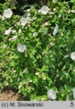 Hibiscus syriacus William R. Smith