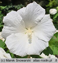 Hibiscus syriacus William R. Smith