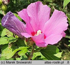 Hibiscus syriacus Russian Violet