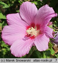 Hibiscus syriacus Russian Violet