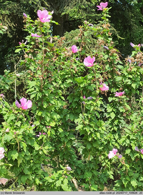 Hibiscus syriacus Russian Violet