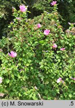 Hibiscus syriacus Russian Violet