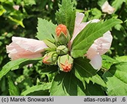 Hibiscus syriacus Carneus Plenus