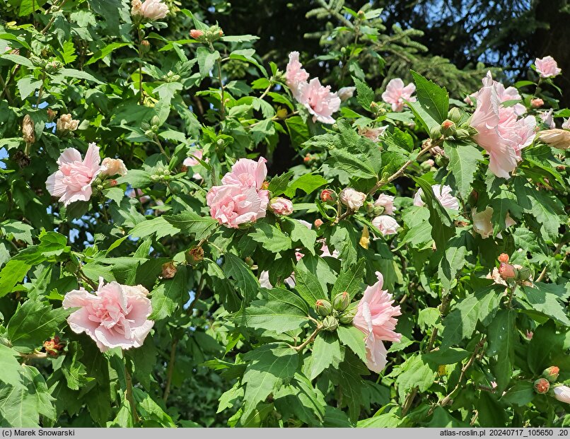 Hibiscus syriacus Carneus Plenus