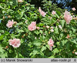 Hibiscus syriacus Carneus Plenus