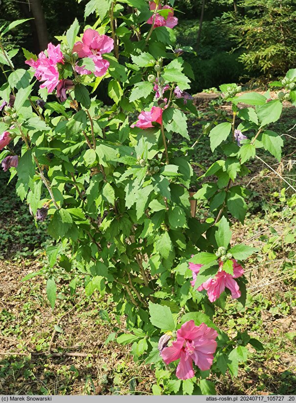 Hibiscus syriacus Scelentis