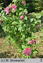 Hibiscus syriacus Scelentis