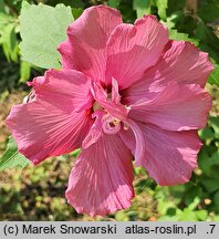 Hibiscus syriacus Scelentis