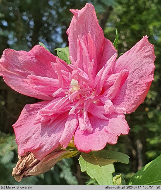 Hibiscus syriacus Freedom