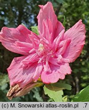 Hibiscus syriacus Freedom