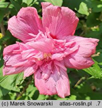 Hibiscus syriacus Freedom