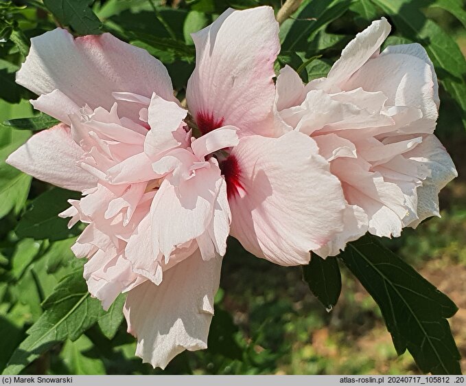 Hibiscus syriacus Salima