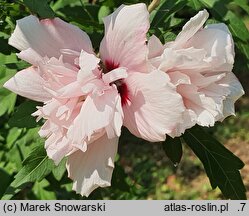 Hibiscus syriacus Salima
