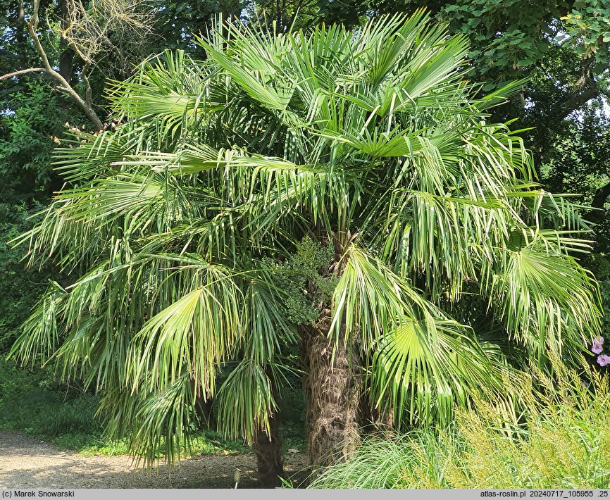 Trachycarpus fortunei (szorstkowiec Fortune'a)