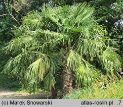 Trachycarpus fortunei (szorstkowiec Fortune'a)