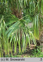 Trachycarpus fortunei (szorstkowiec Fortune'a)
