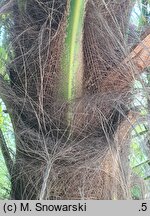 Trachycarpus fortunei (szorstkowiec Fortune'a)