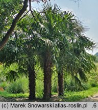 Trachycarpus fortunei (szorstkowiec Fortune'a)
