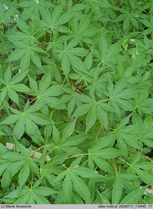 Acer palmatum Katsura