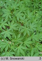 Acer palmatum Katsura