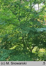 Acer palmatum Katsura