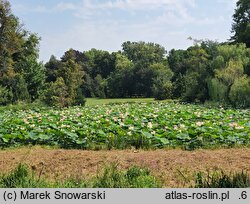 Nelumbo nucifera (lotos orzechodajny)